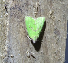 Doloessa viridis