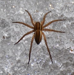 Dolomedes striatus