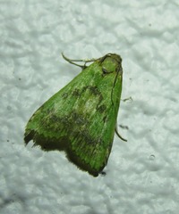 Doloessa viridis