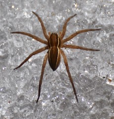 Dolomedes striatus