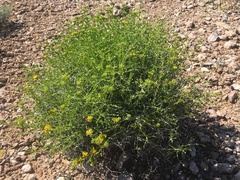 Amphipappus fremontii