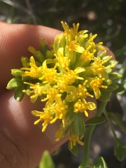 Amphipappus fremontii