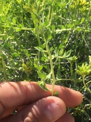 Amphipappus fremontii
