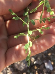 Amphipappus fremontii