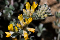Acmispon argophyllus argophyllus