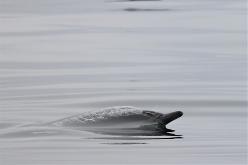 Short-beaked common dolphin