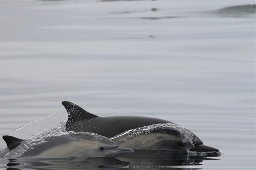 Short-beaked common dolphin