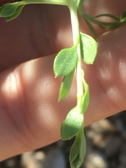 Amphipappus fremontii