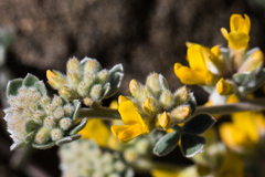 Acmispon argophyllus argophyllus