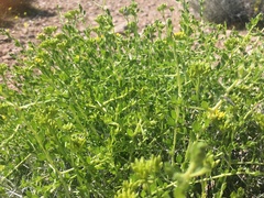 Amphipappus fremontii