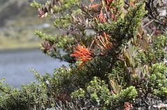 Tristerix longibracteatus