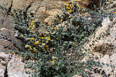 Acmispon argophyllus argophyllus