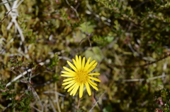Chrysactinium acaule