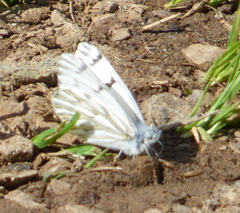 Pontia sisymbrii