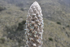 Puya hamata