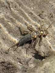 Perlodidae