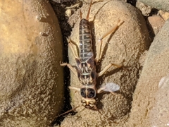 Perlodidae