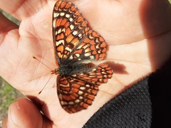Euphydryas editha rubicunda
