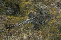Agama caudospinosa