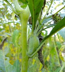 Neolasioptera incisa