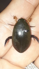 Megadytes