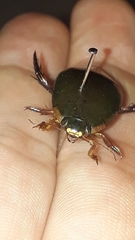 Megadytes
