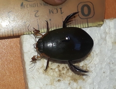 Megadytes