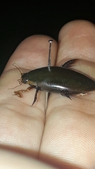 Megadytes
