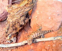 Sceloporus uniformis