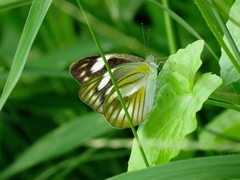 Appias libythea olferna