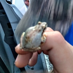 Pseudacris hypochondriaca