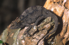 Trioceros bitaeniatus