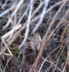 Pseudacris hypochondriaca