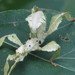 Spiny Leaf Insect - Photo (c) kerrycoleman, some rights reserved (CC BY-NC), uploaded by kerrycoleman