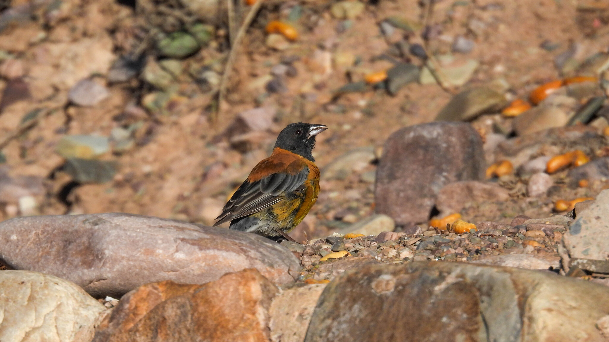 Black-hooded Sierra Finch (Phrygilus atriceps), photo 10