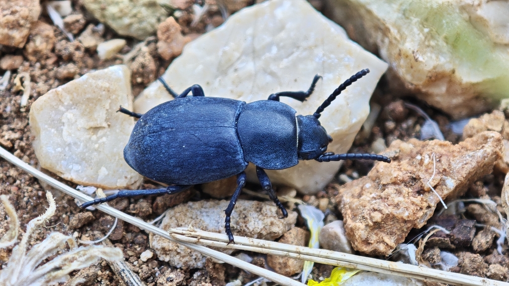 Dailognatha rugipleuris