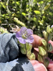 author not stated, no rights reserved Phacelia ciliata, photograph author not stated, no rights reserved
