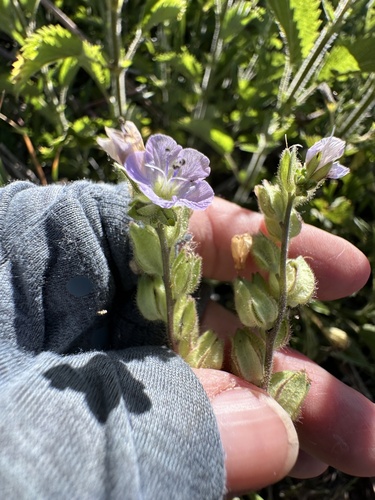 Phacelia ciliata, photograph 2