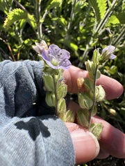 author not stated, no rights reserved Phacelia ciliata, photograph author not stated, no rights reserved