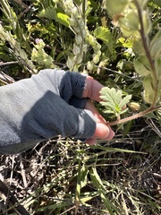 author not stated, no rights reserved Phacelia ciliata, photograph author not stated, no rights reserved