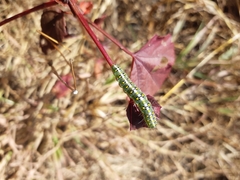 Lepidoptera