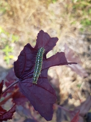Lepidoptera