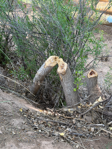 animal observation 6