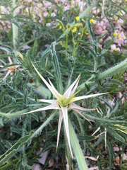 Centaurea iberica