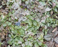 Veronica serpyllifolia serpyllifolia