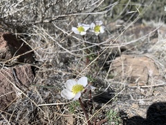 Ranunculus andersonii
