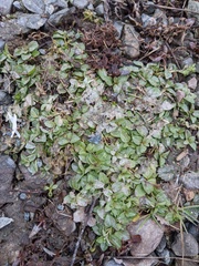 Veronica serpyllifolia serpyllifolia
