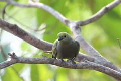 Thraupis palmarum