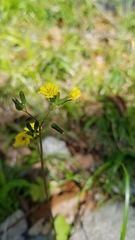 Youngia japonica