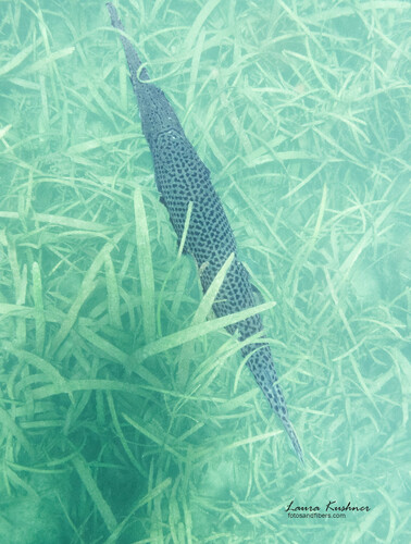 Lepisosteus platyrhincus